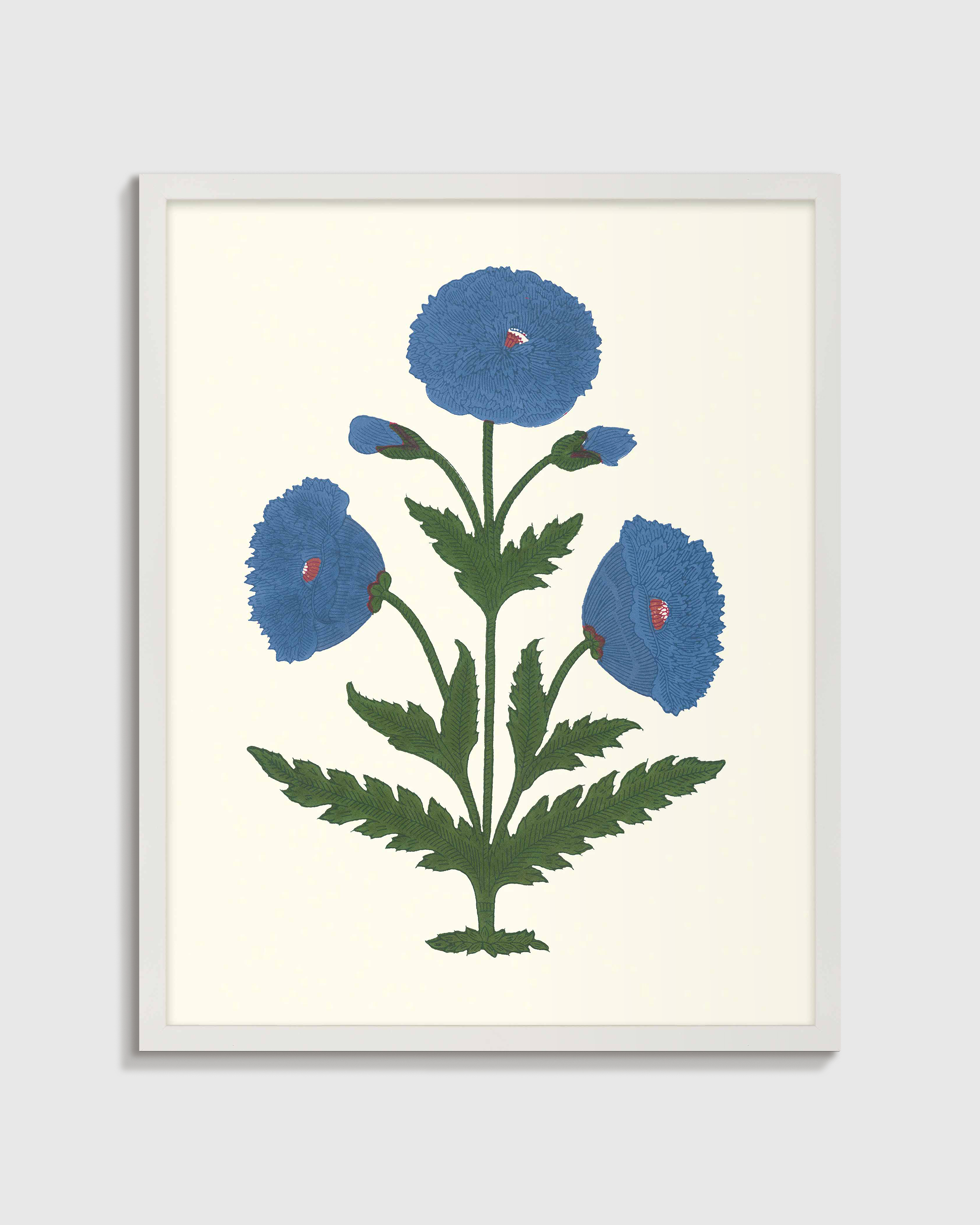 Blue Mughal Poppy Antique Print