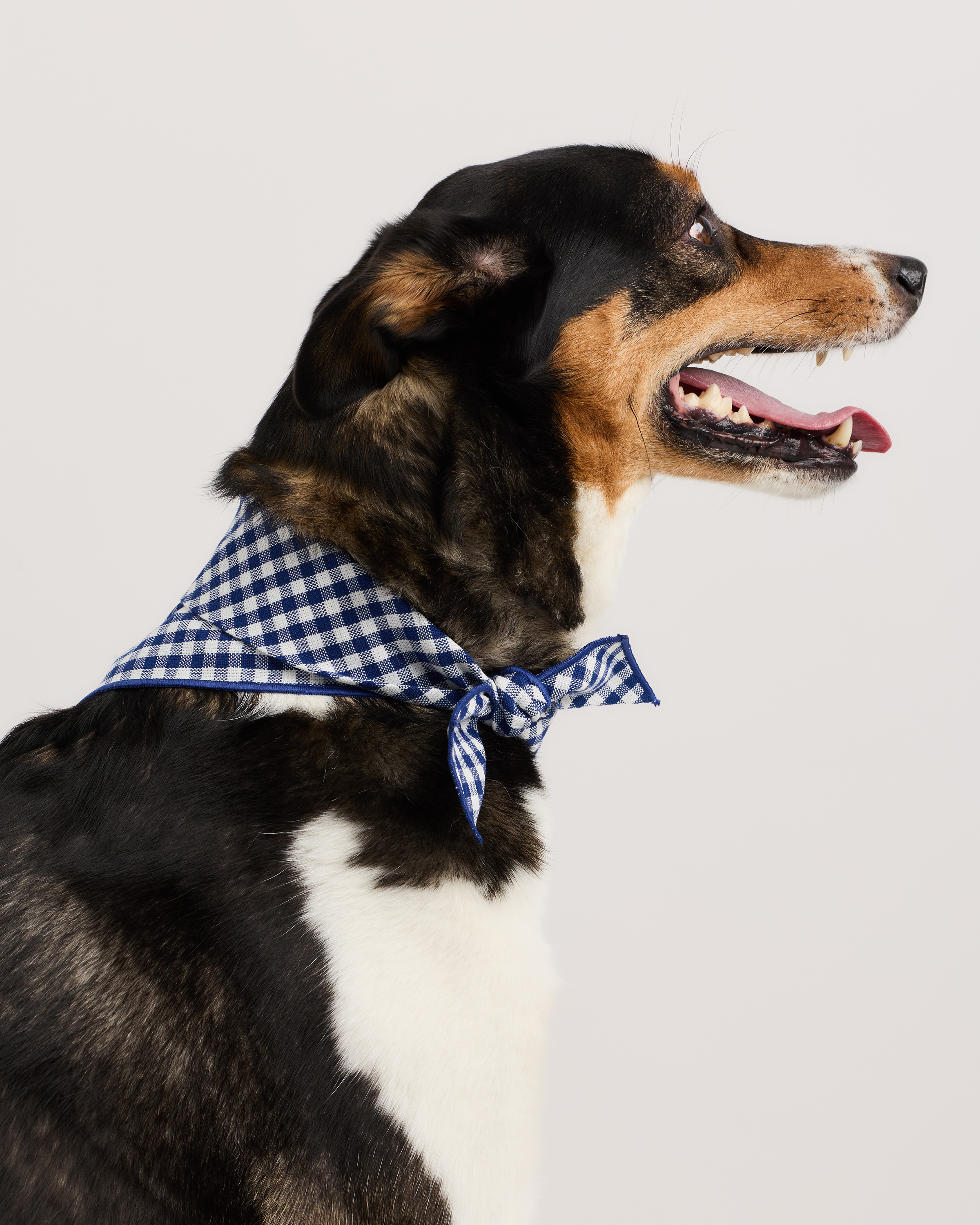 100% Cotton Pet Bandana (3-pack)
